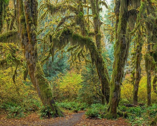 Washington State-Olympic National Park Trail through mossy forest